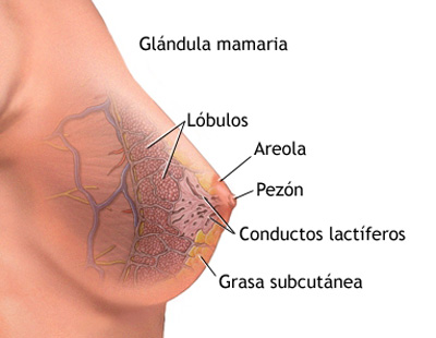 Mamografía examen