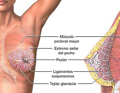 Mamografía examen